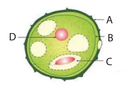 Cross-section of a pollen grain with a spiny exine, inner intine, and labelled generative cell and vegetative nucleus.