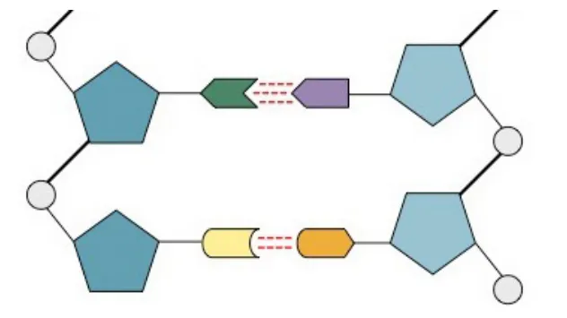 Unlabelled schematic of a flattened DNA double helix segment showing two sugar-phosphate backbones of grey circles and blue pentagons, with two pairs of coloured nitrogenous bases joined in the middle by red dashed hydrogen bonds.